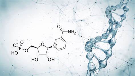 What is NMN? Nicotinamide Mononucleotide 101